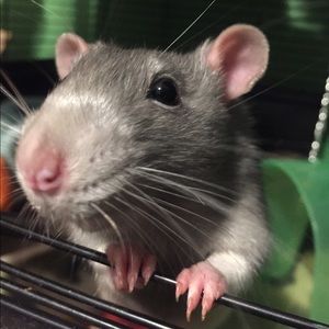 Meet your Posher, Levi